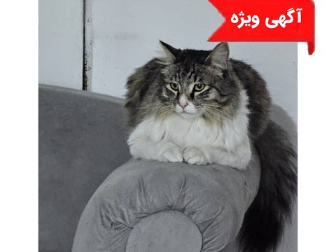 واگذاری رایگان گربه030427