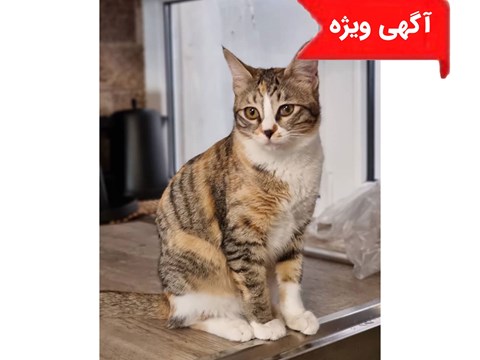 واگذاری رایگان گربه020821