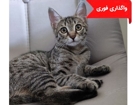 واگذاری رایگان گربه020615