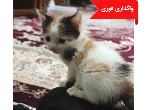 واگذاری رایگان بچه گربه020703