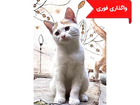 واگذاری رایگان گربه020820