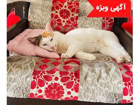 واگذاری رایگان گربه021004