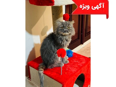 واگذاری رایگان پرشین030215