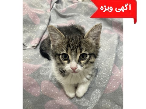 واگذاری رایگان بچه گربه030419