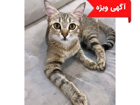 واگذاری رایگان گربه030320