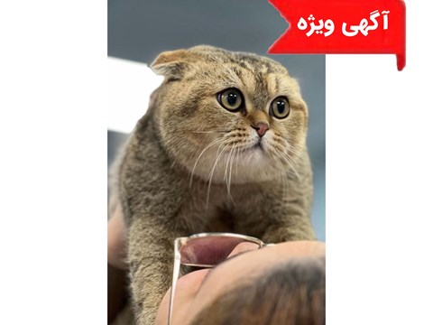 واگذاری میکس اسكاتيش و بريتيش030215