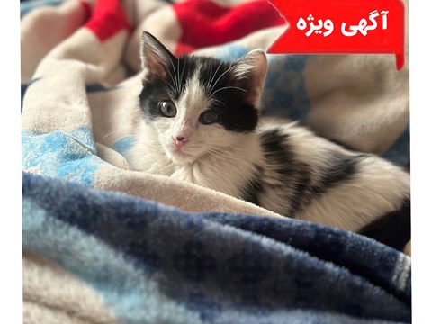 واگذاری رایگان گربه021104