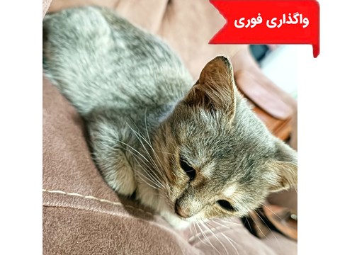 واگذاری رایگان گربه020808