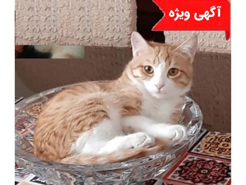 واگذاری رایگان گربه 020821