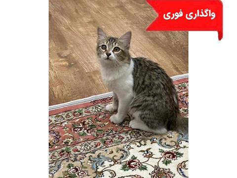 واگذاری رایگان گربه 020815