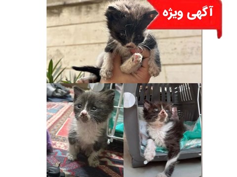 واگذاری رایگان بچه گربه020716