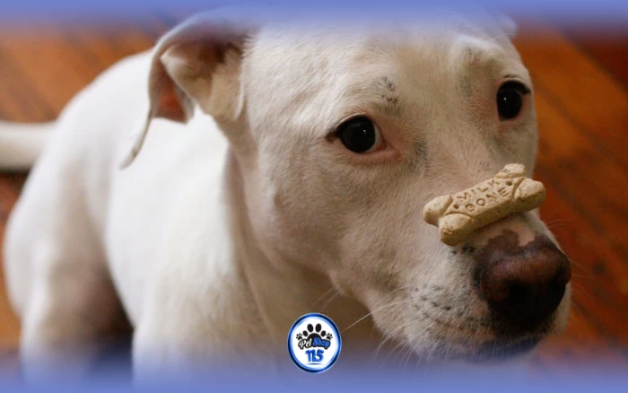 تعلیم سگ با تشویقی