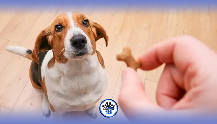 دریافت تشویقی سگ