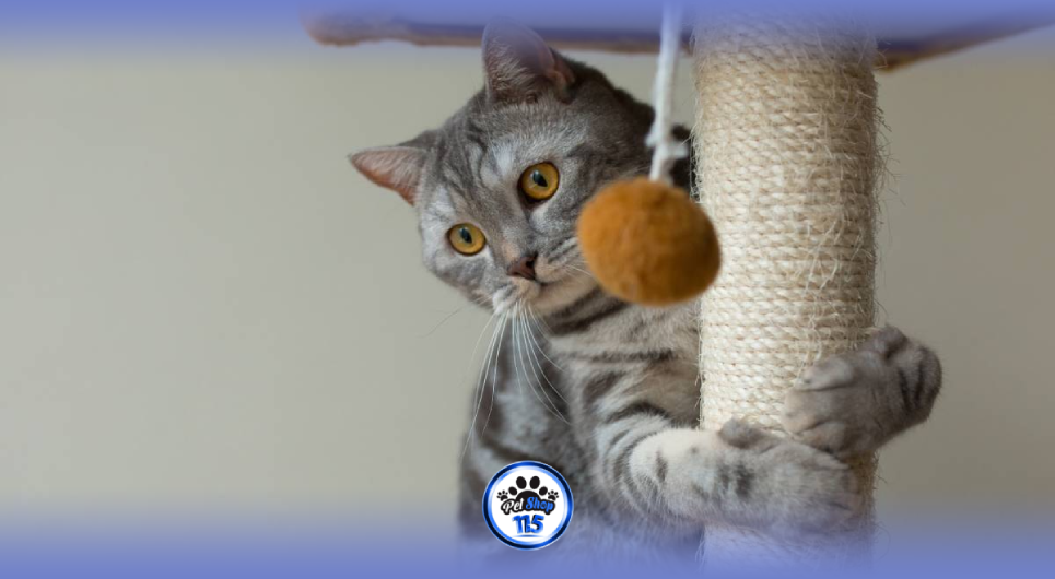 ضرورت اسکریچر برای گربه‌ها