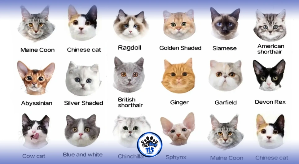 آشنایی با نژادهای مختلف گربه؛ رفتار، تغذیه و تربیت‌پذیری