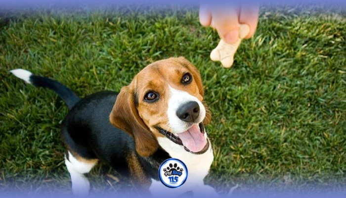 راهنمای جامع برای آموزش صحیح سگ با تشویقی