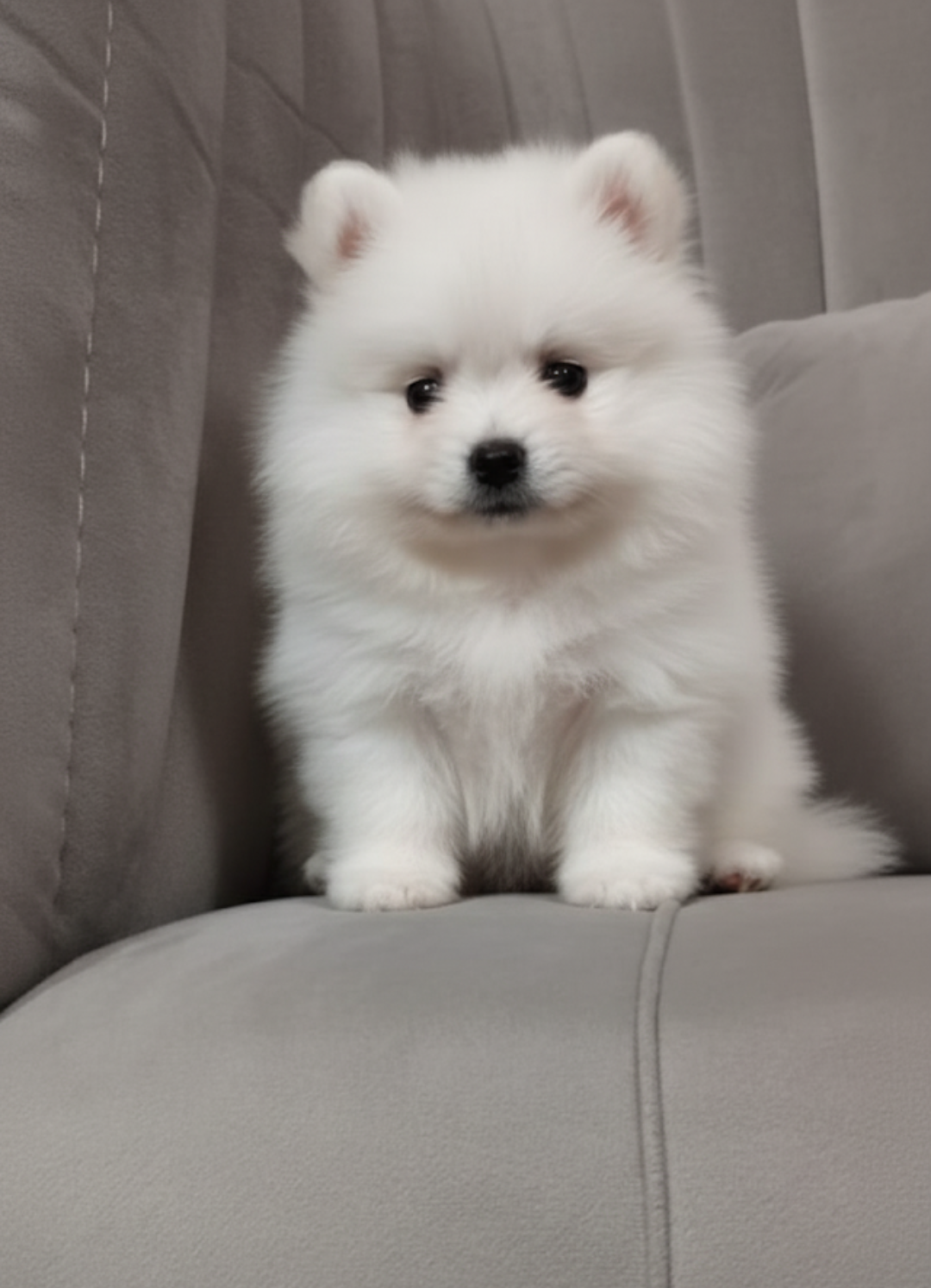 تصویر حیوان