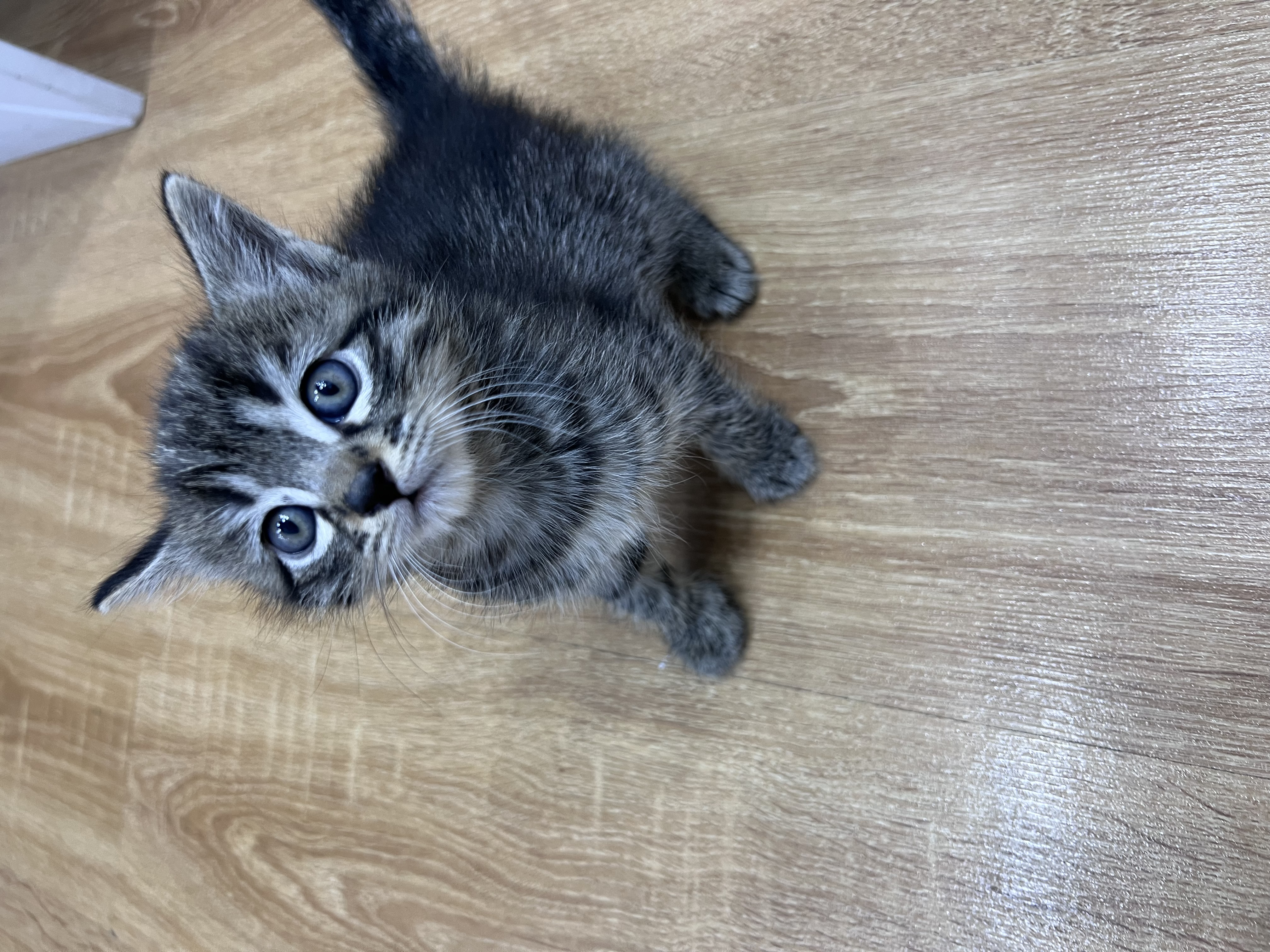 تصویر حیوان