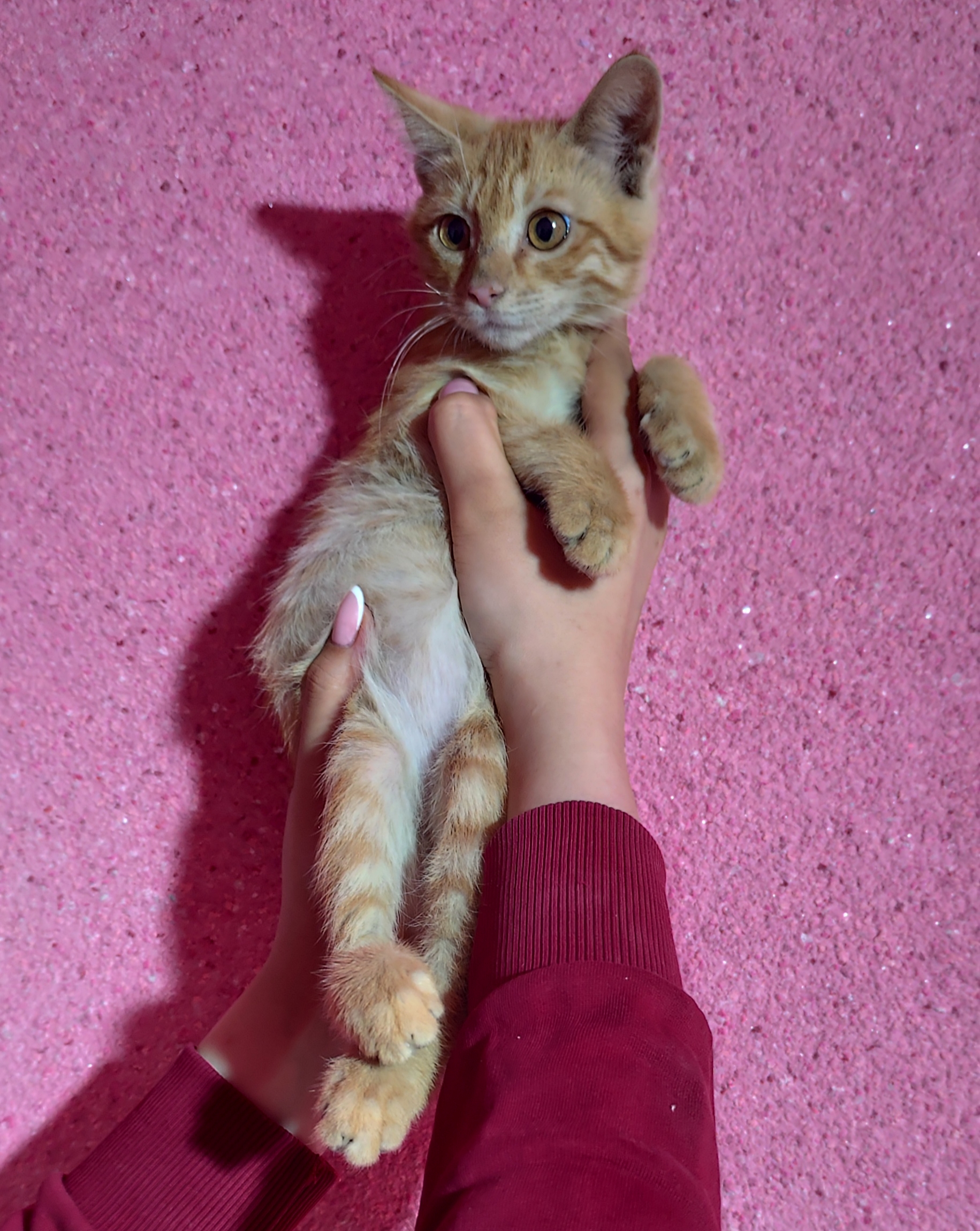 تصویر حیوان