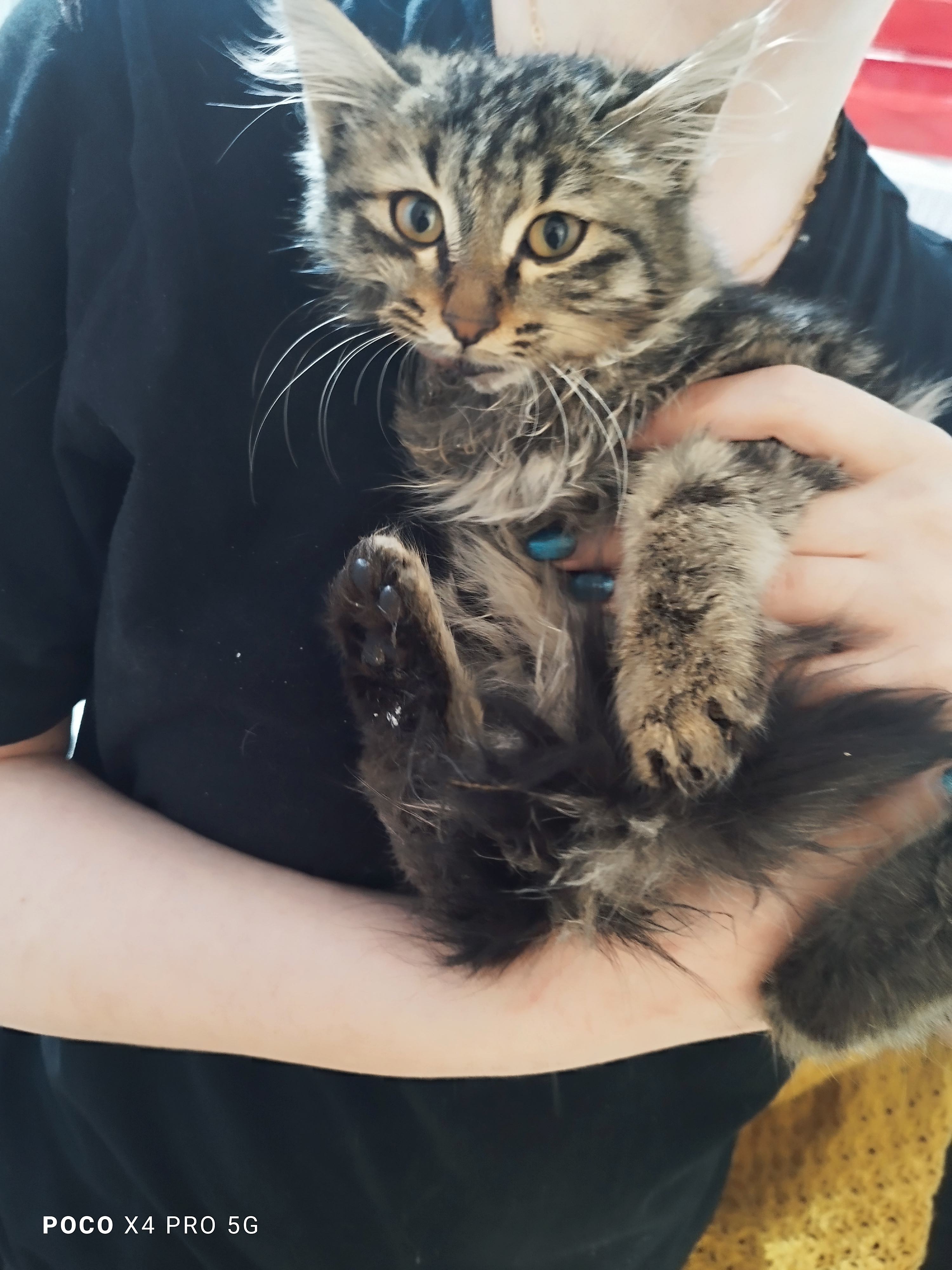 تصویر حیوان