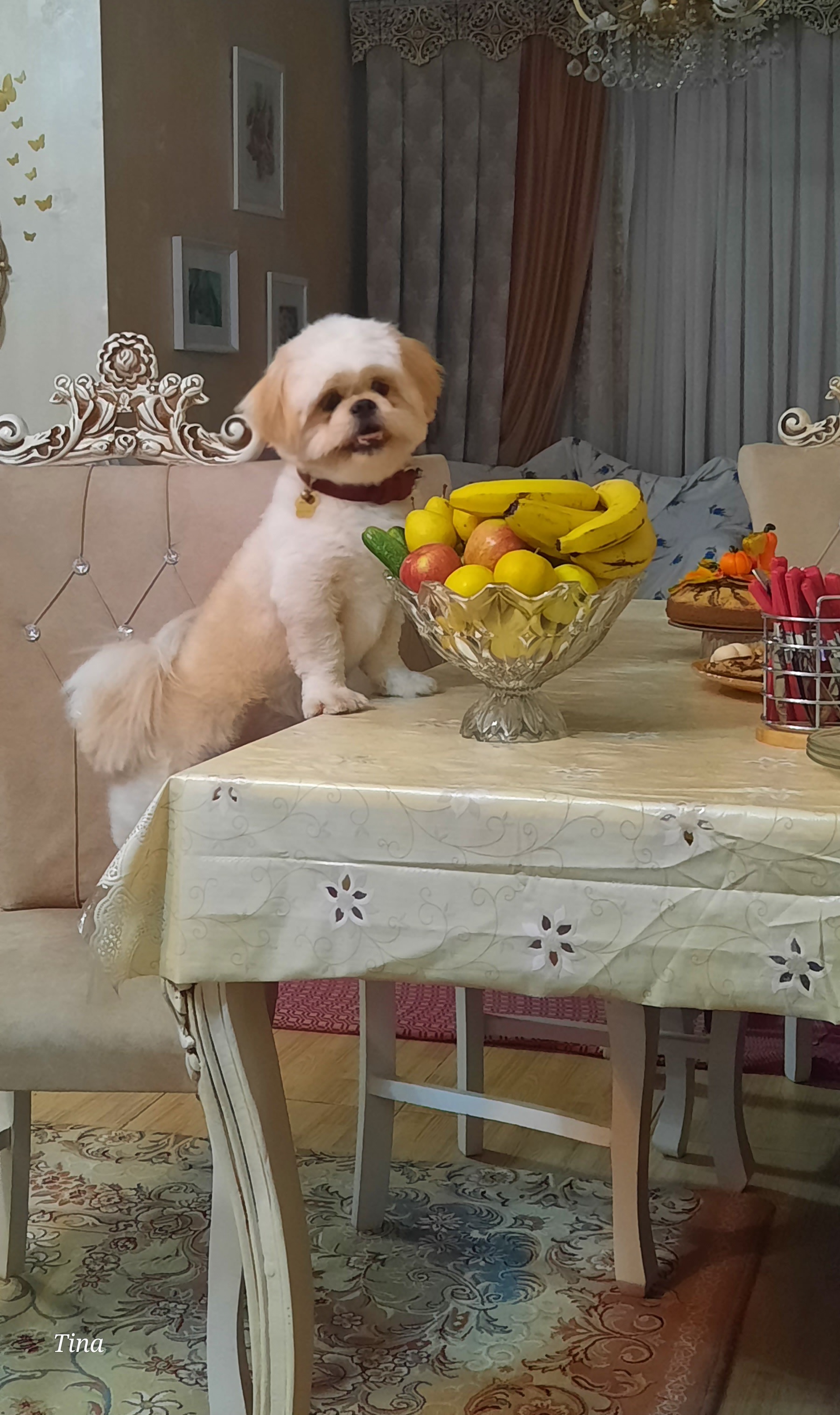 تصویر حیوان