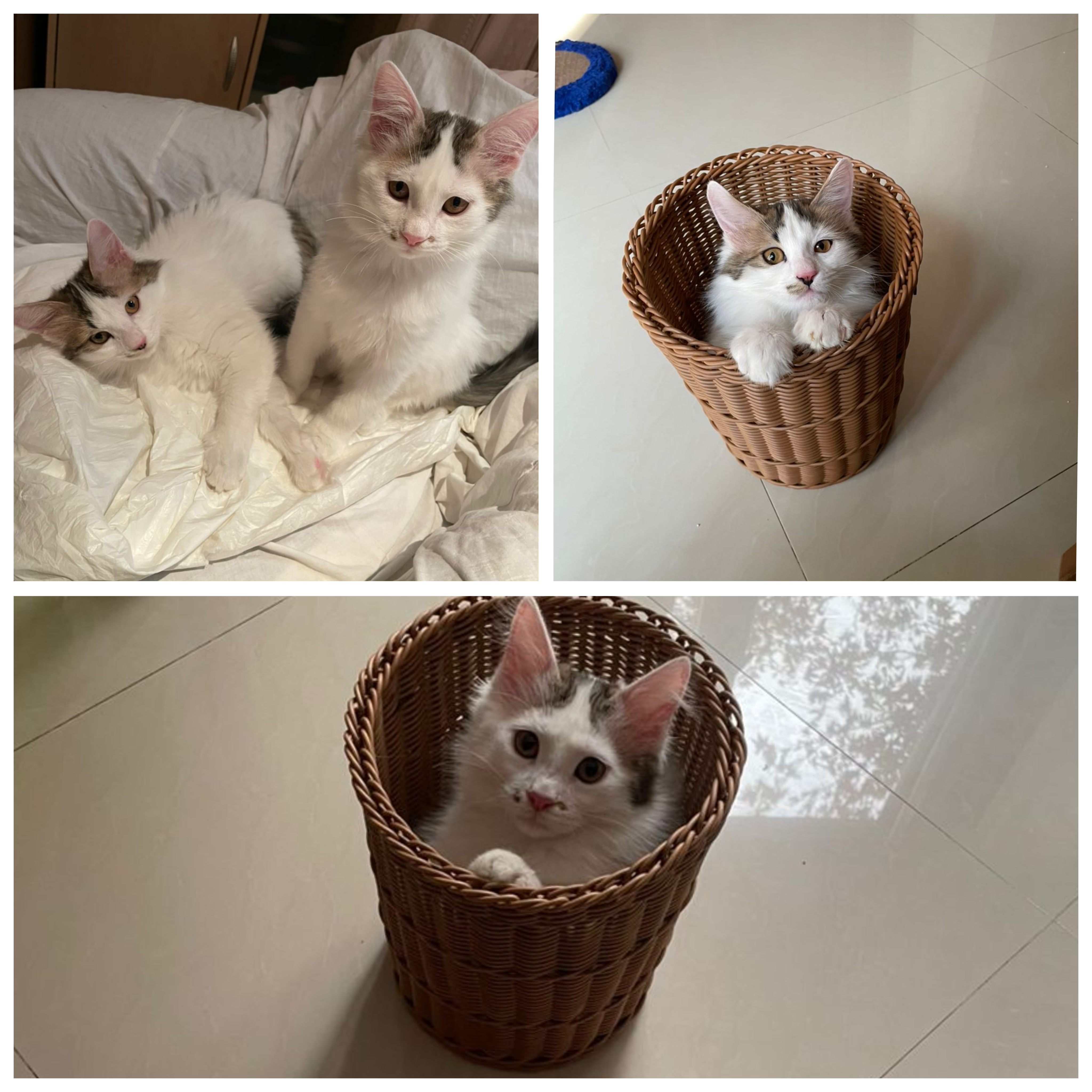 تصویر حیوان