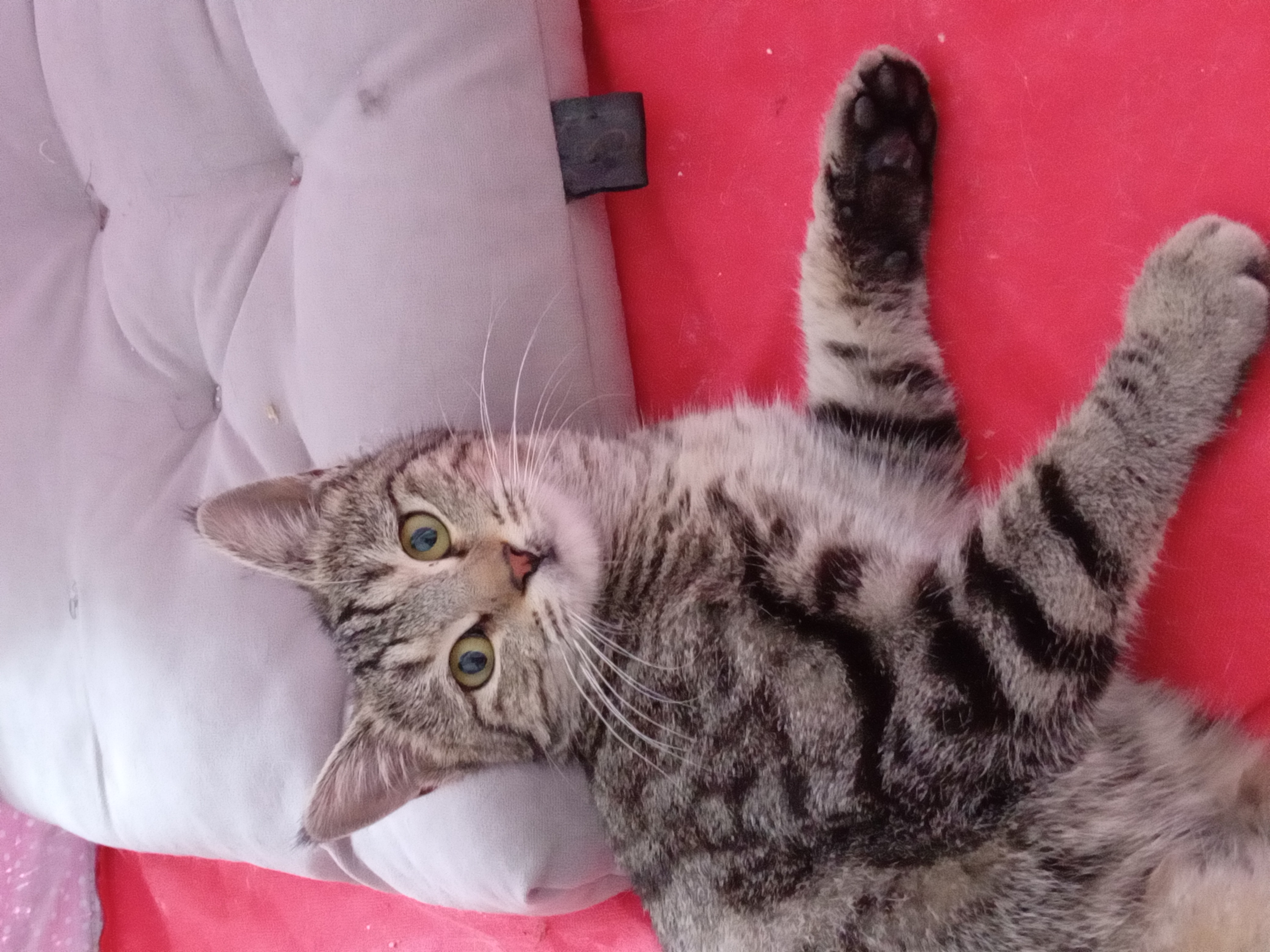 تصویر حیوان