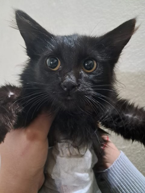 تصویر حیوان