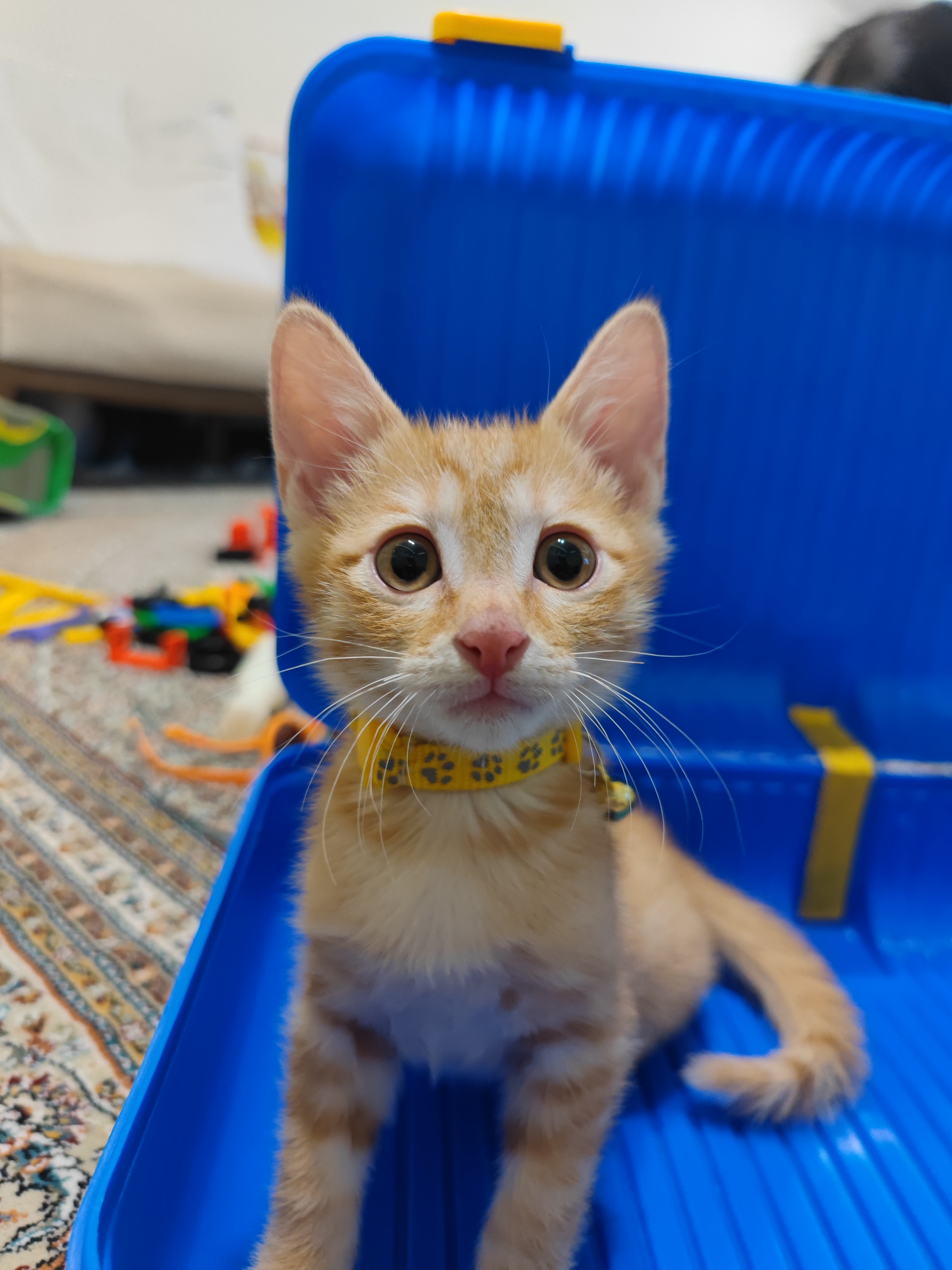 تصویر حیوان