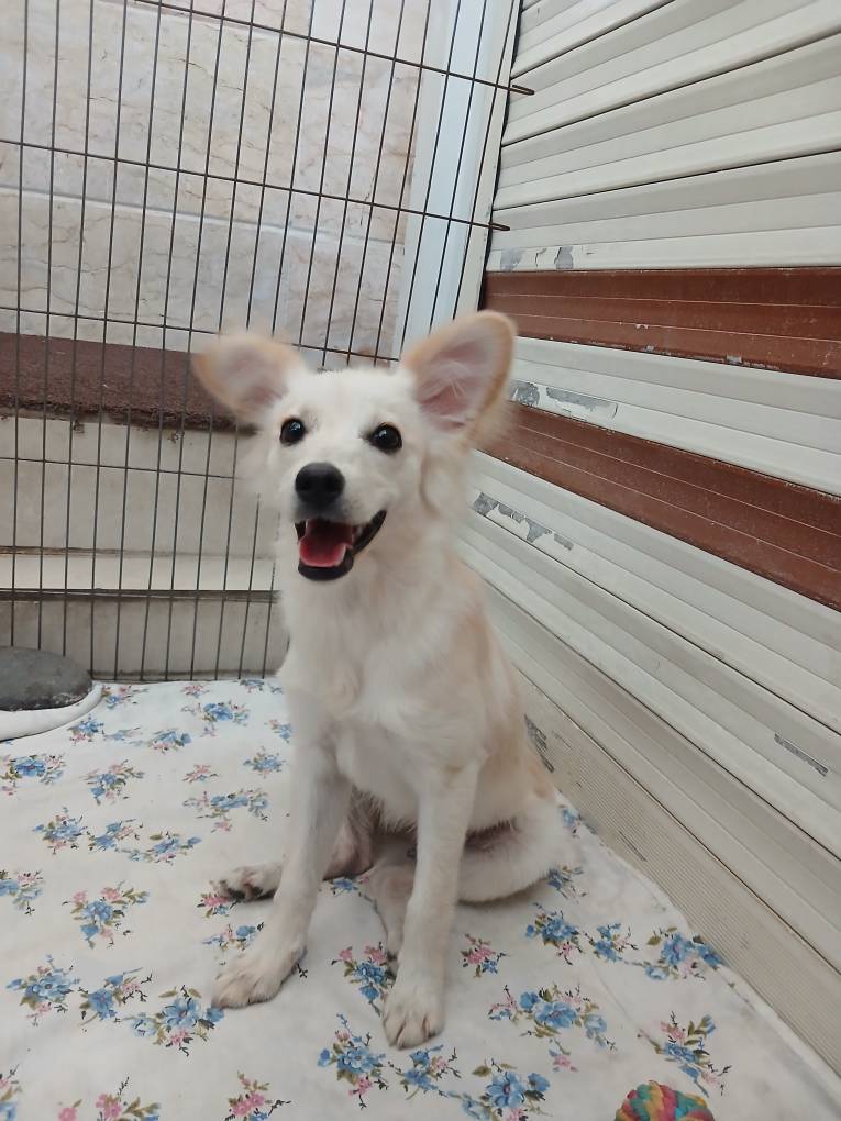 تصویر حیوان