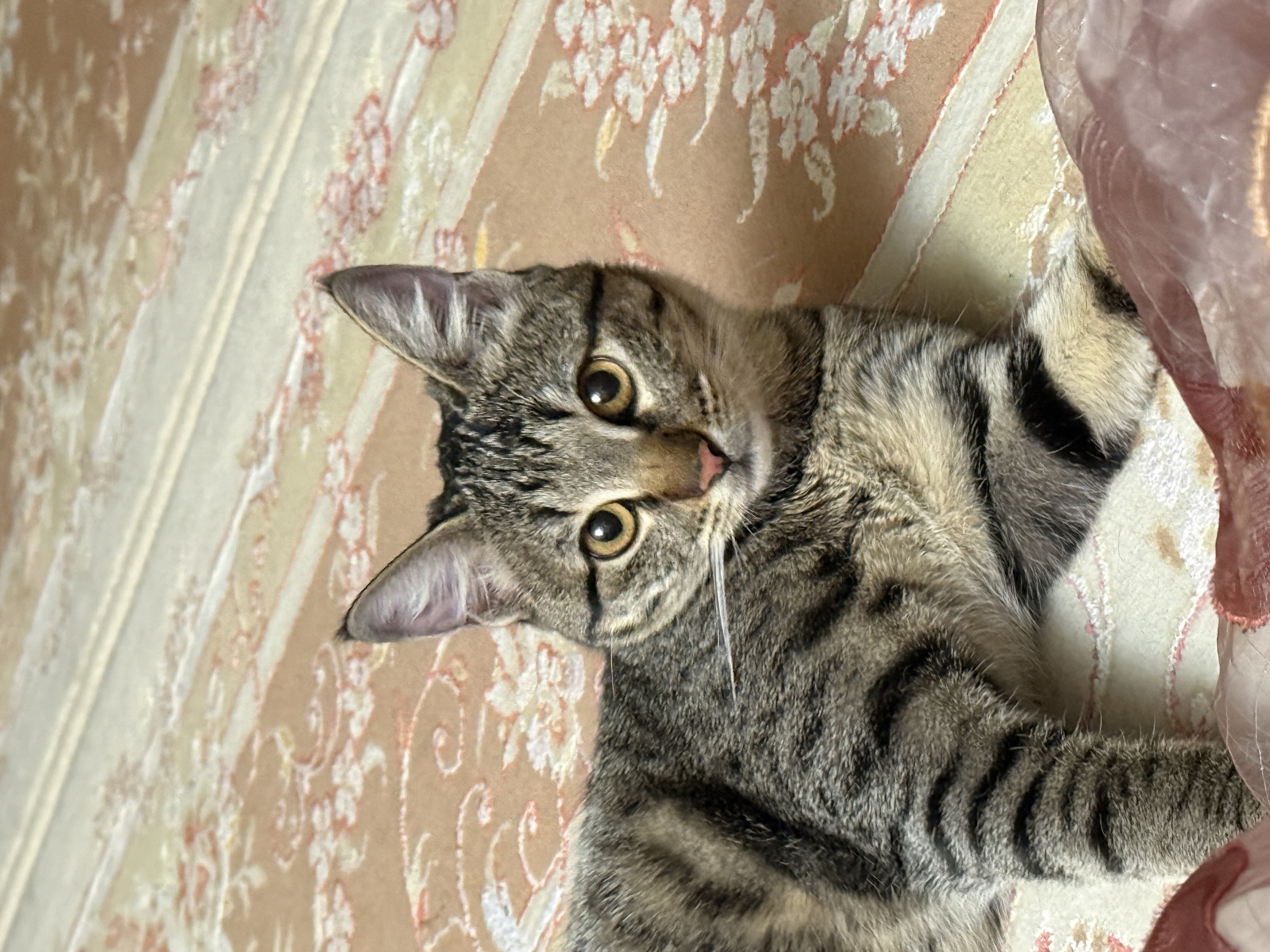 تصویر حیوان
